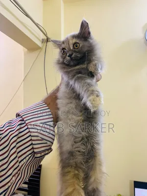 1-3 Months Female Purebred Persian