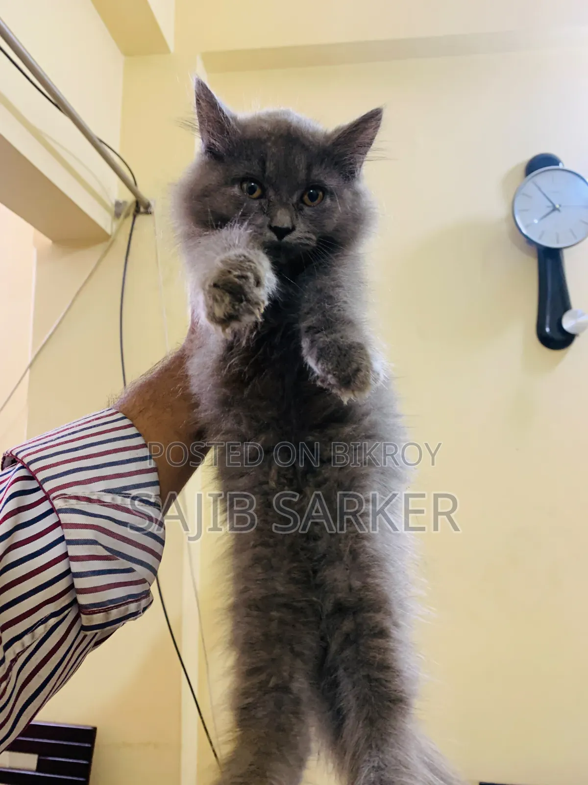1-3 Months Female Purebred Persian