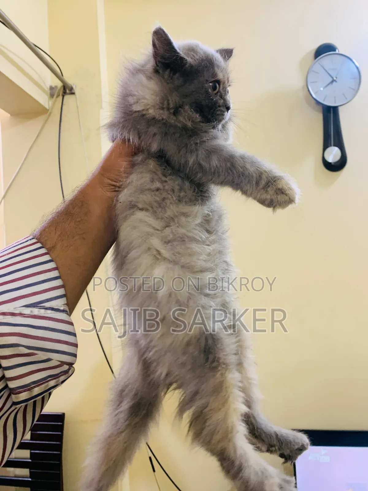 1-3 Months Female Purebred Persian
