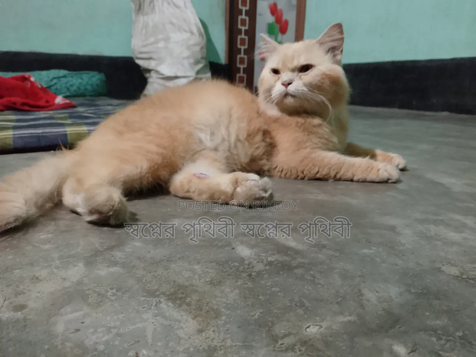 1+ Year Male Purebred Persian