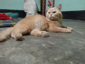 1+ Year Male Purebred Persian