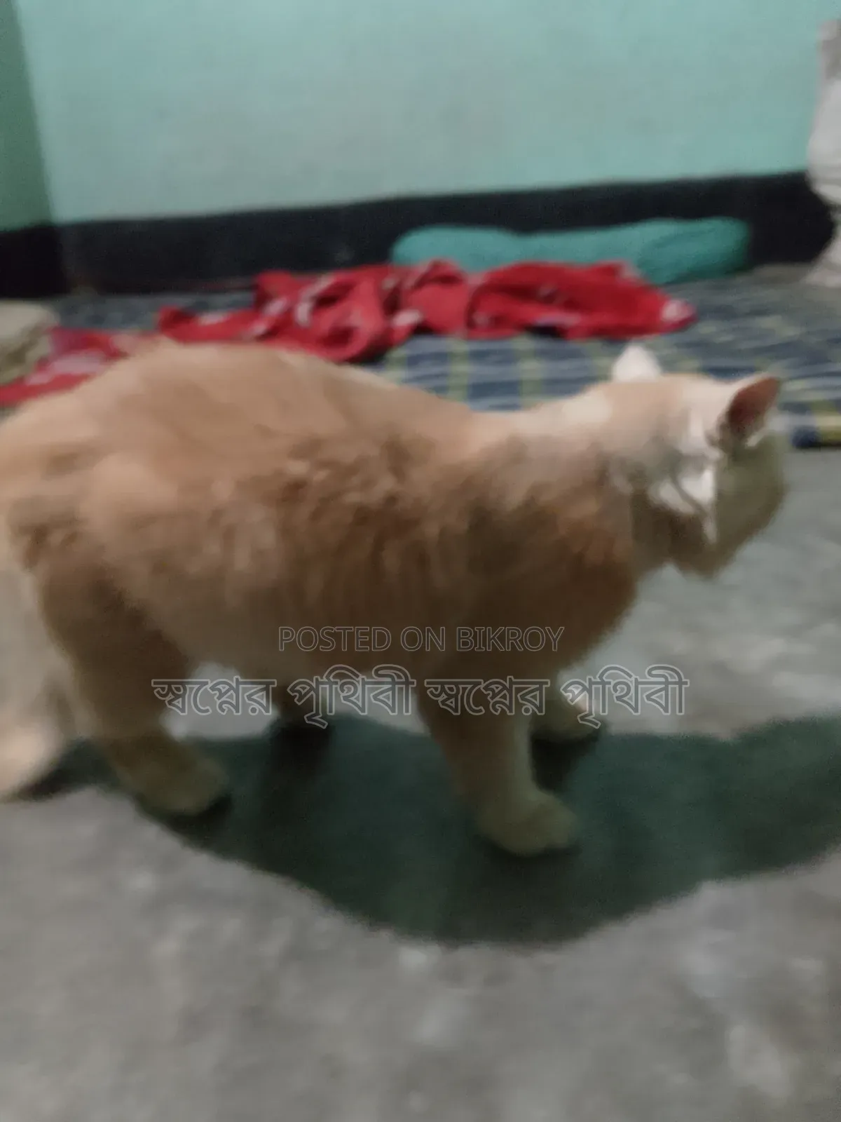 1+ Year Male Purebred Persian