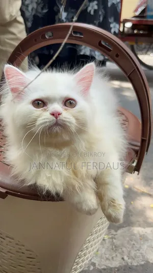 3-6 months Male Purebred Persian