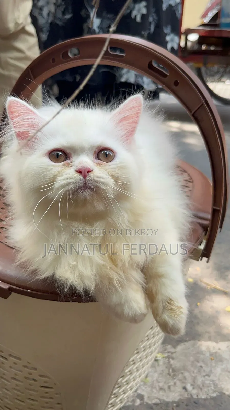 3-6 Months Male Purebred Persian