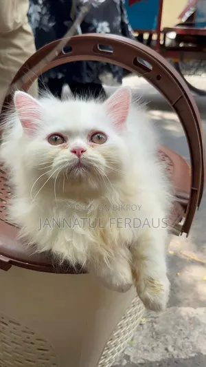 3-6 Months Male Purebred Persian