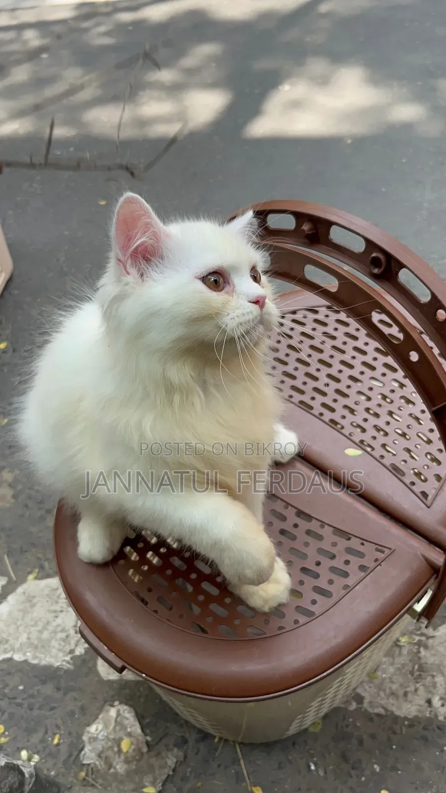 3-6 Months Male Purebred Persian