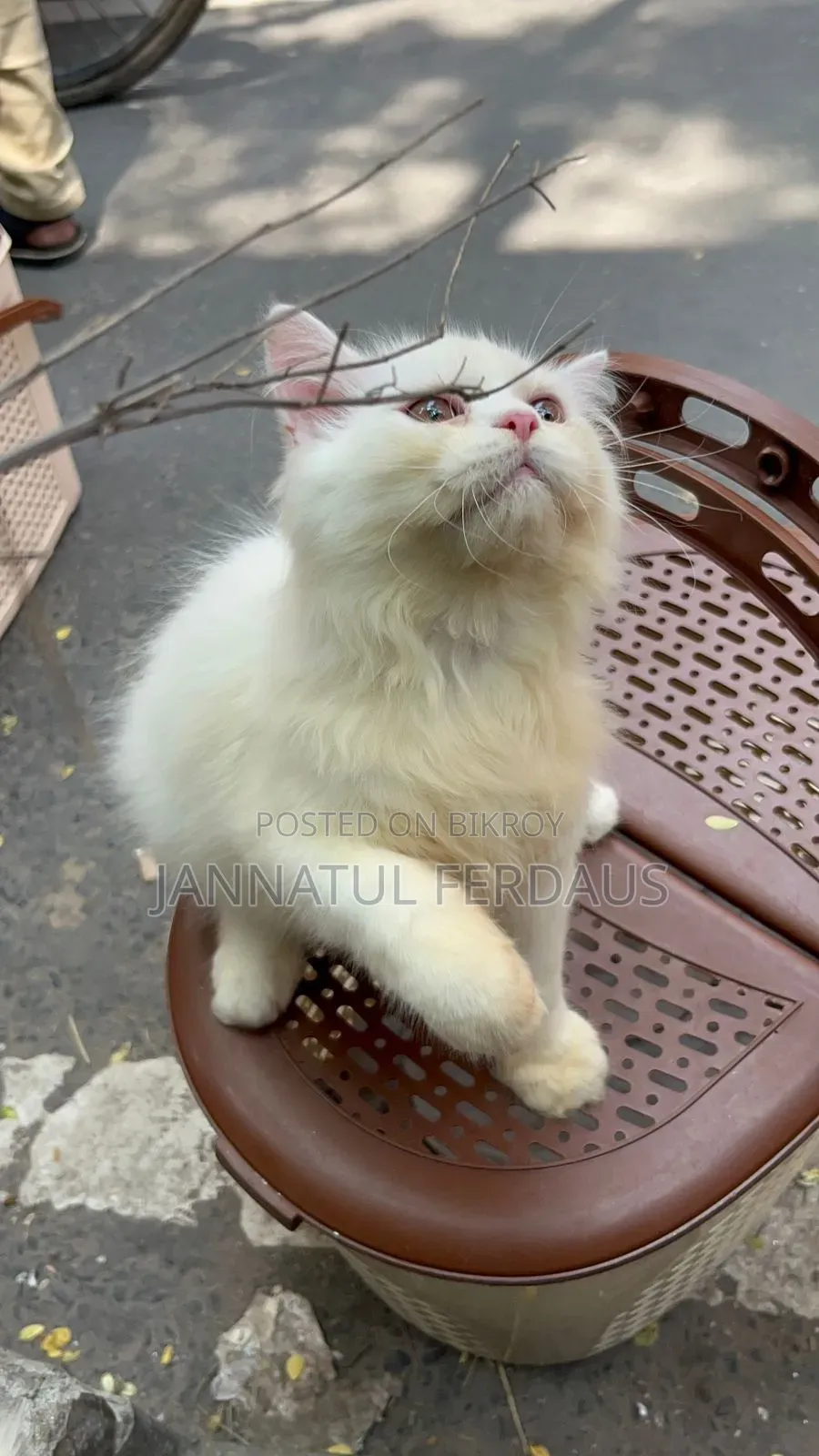 3-6 Months Male Purebred Persian