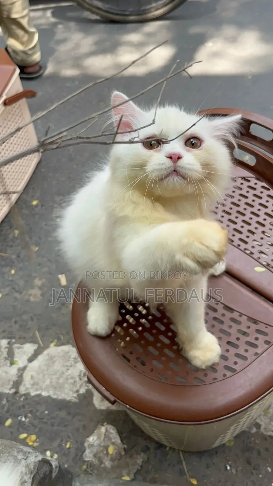 3-6 Months Male Purebred Persian