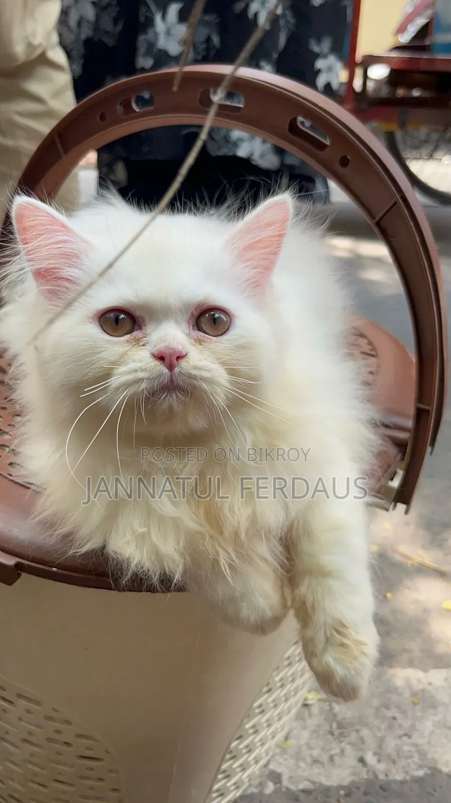 3-6 Months Male Purebred Persian