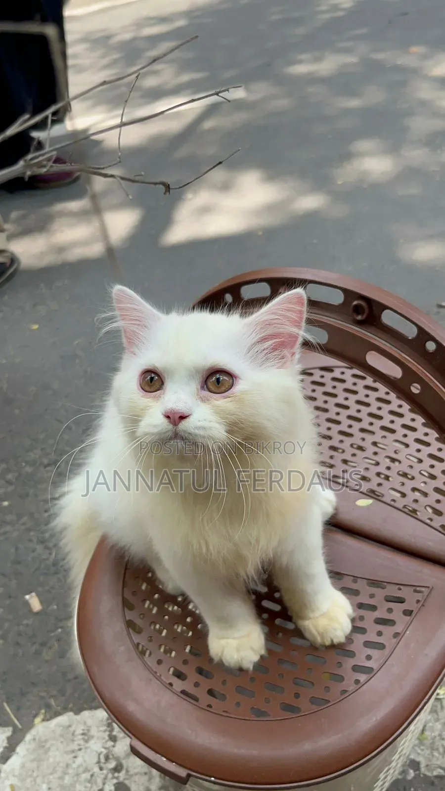 3-6 Months Male Purebred Persian