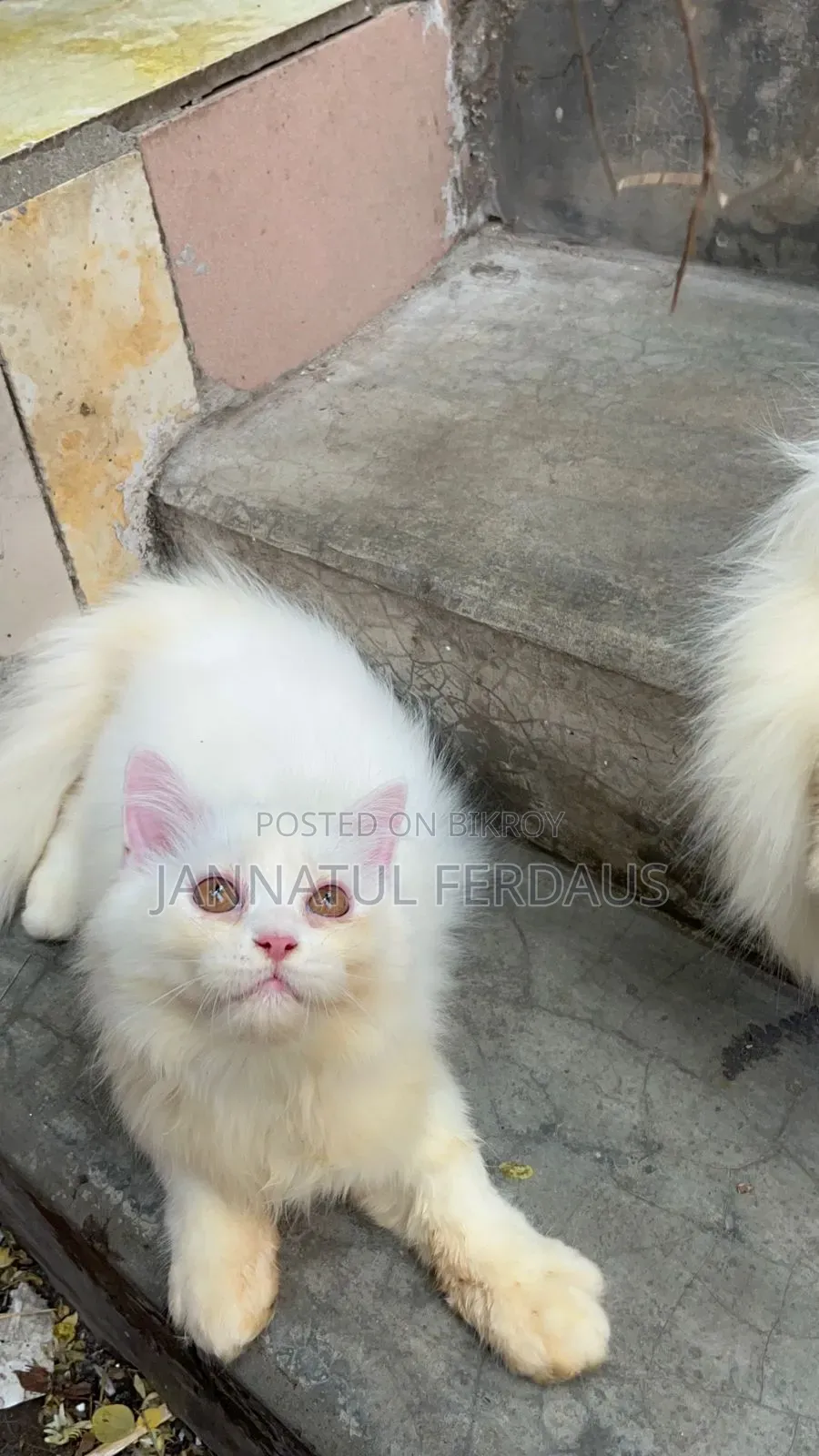 3-6 Months Male Purebred Persian