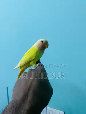 সম্পূর্ণ পোষা লাভ বার্ড