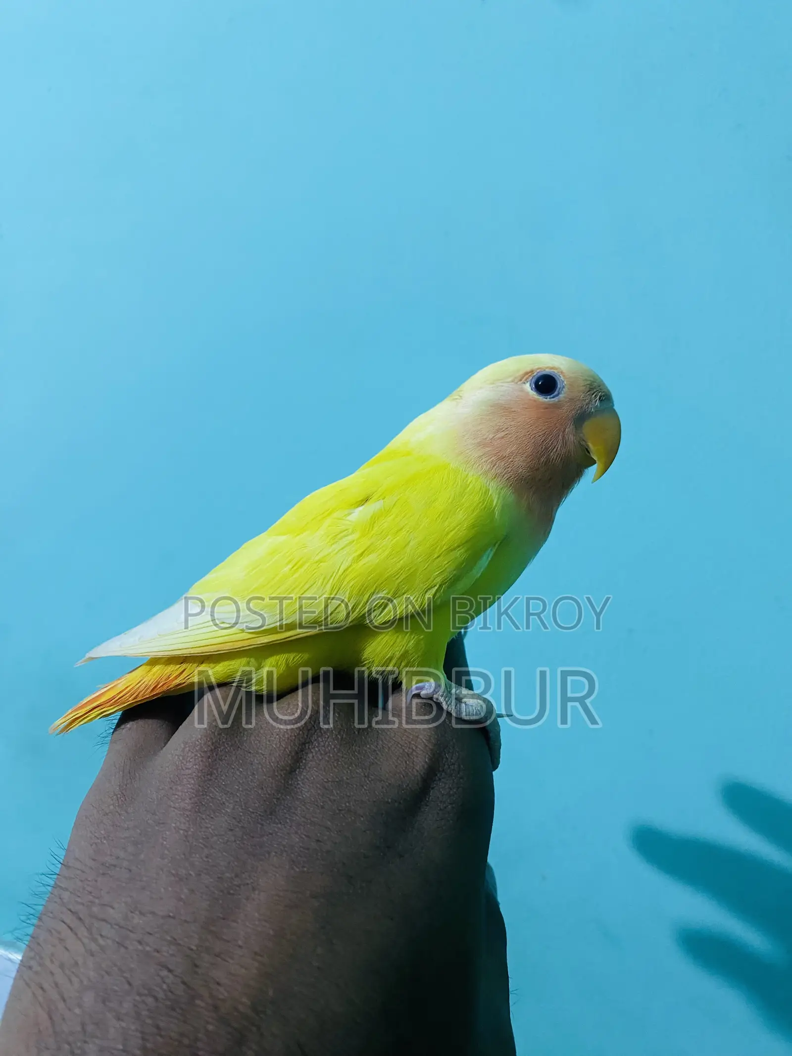 সম্পূর্ণ পোষা লাভ বার্ড