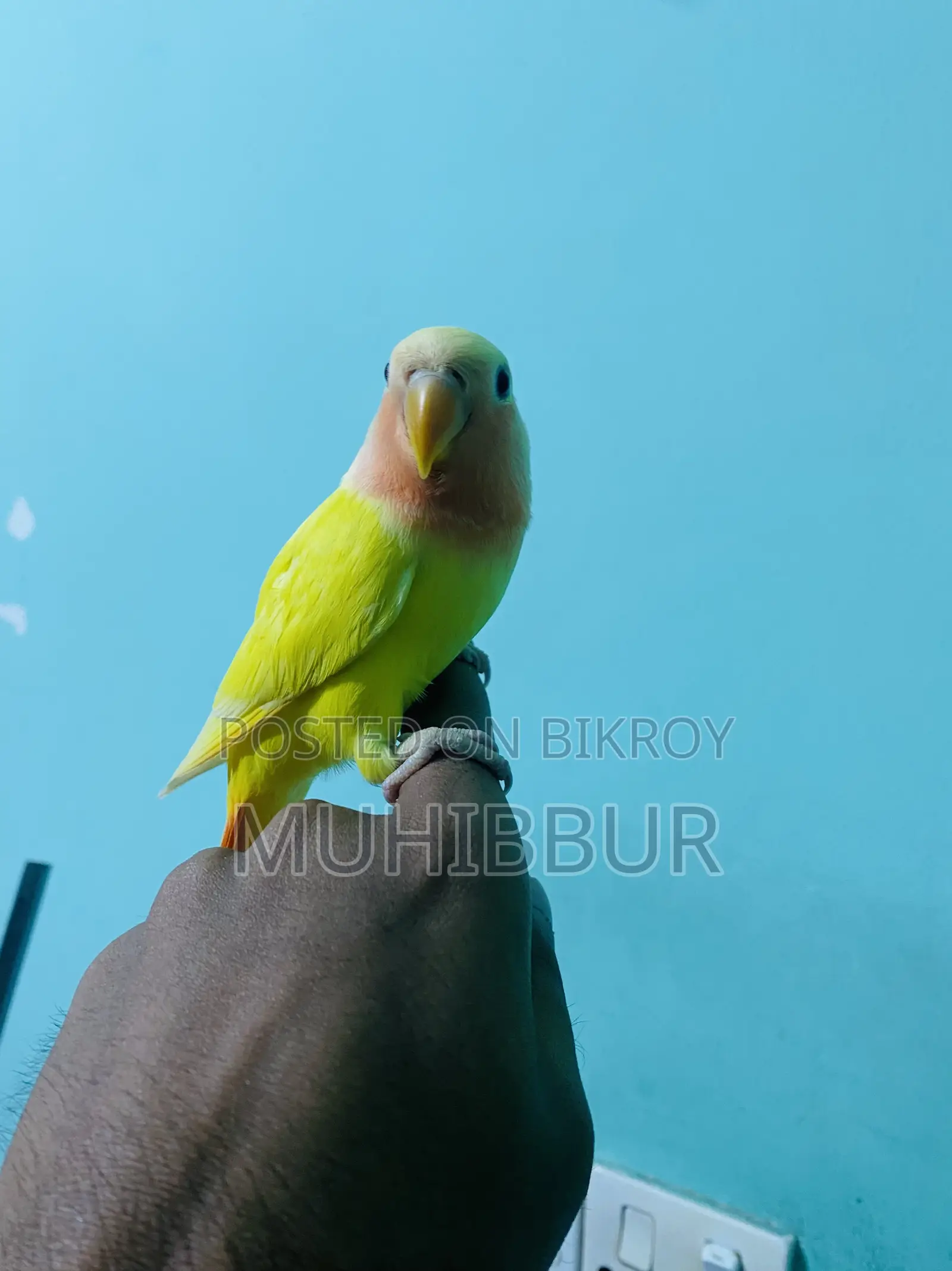 সম্পূর্ণ পোষা লাভ বার্ড