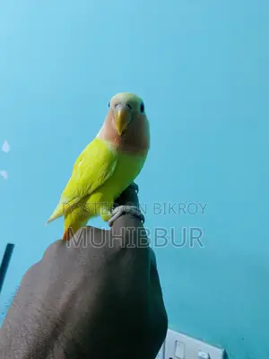 সম্পূর্ণ পোষা লাভ বার্ড