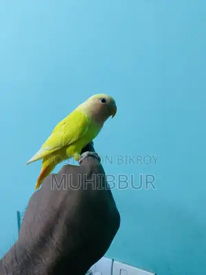 সম্পূর্ণ পোষা লাভ বার্ড