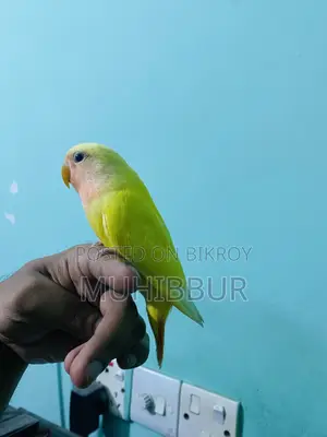 সম্পূর্ণ পোষা লাভ বার্ড