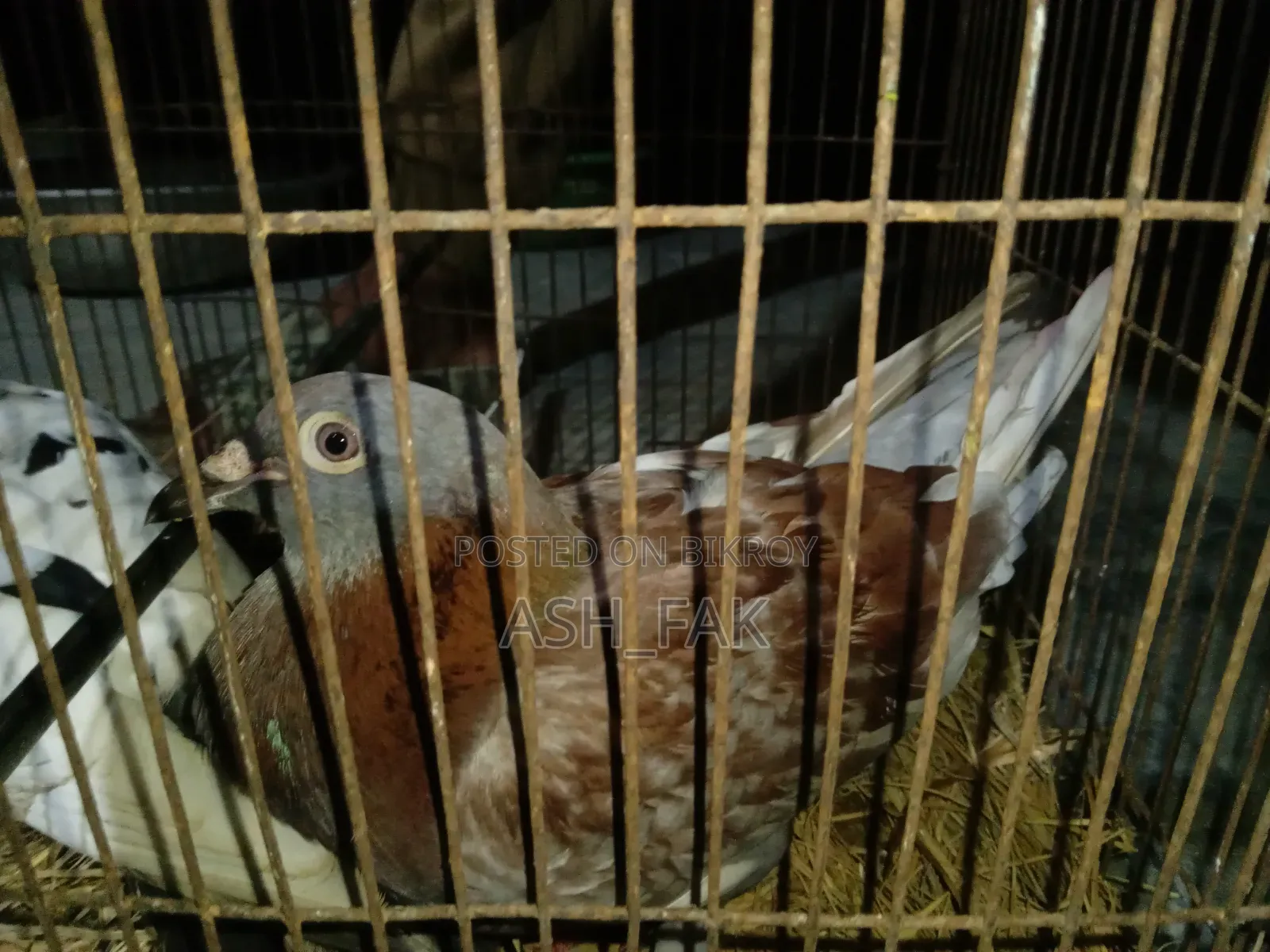 বিক্রয় হবে রেড চেকার পিজন