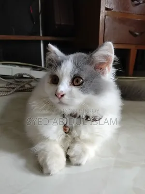 3-6 months Female Purebred Persian
