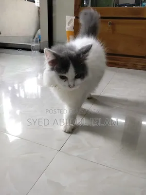 3-6 Months Female Purebred Persian