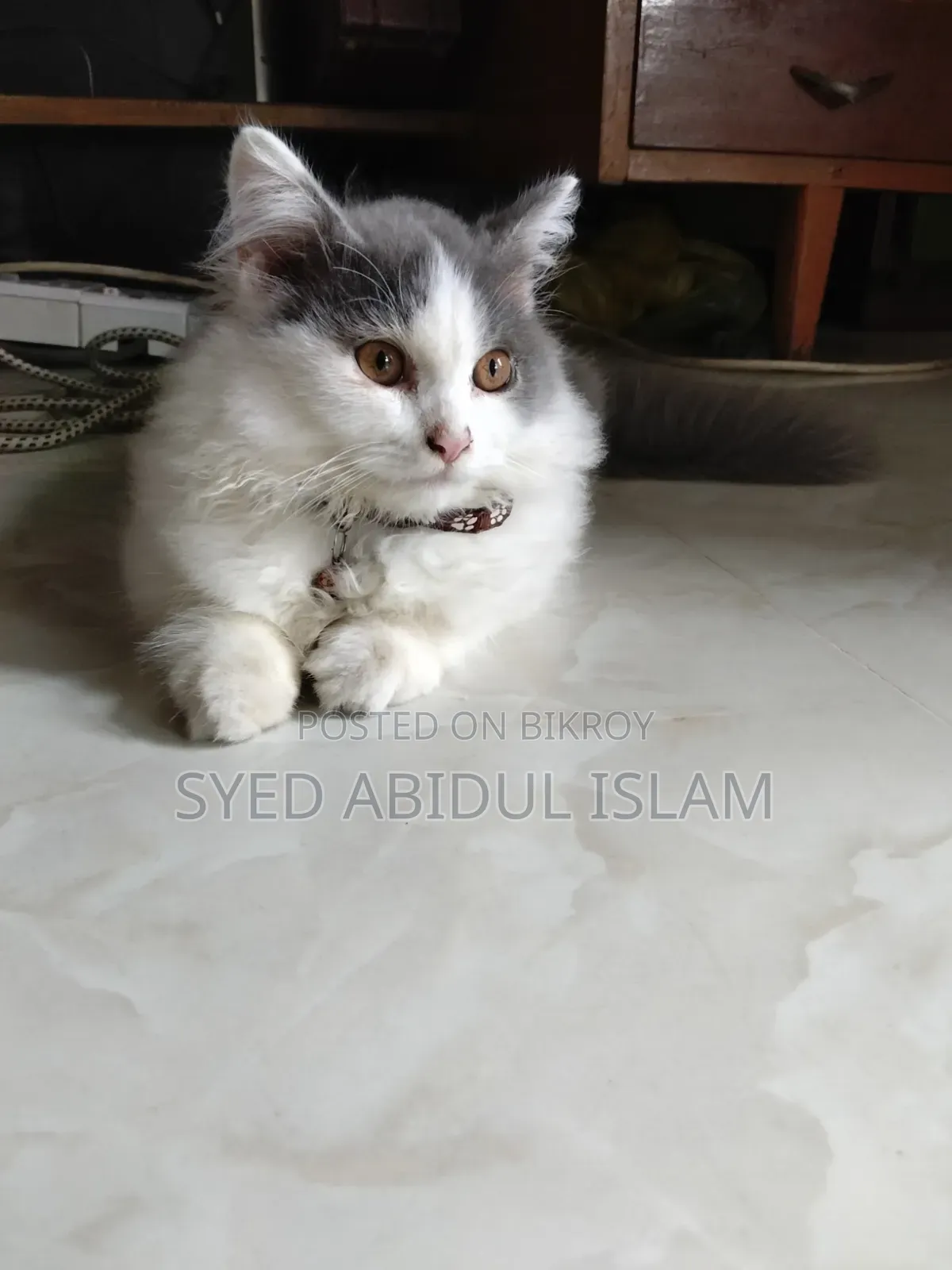 3-6 Months Female Purebred Persian