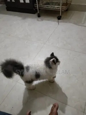 3-6 Months Female Purebred Persian
