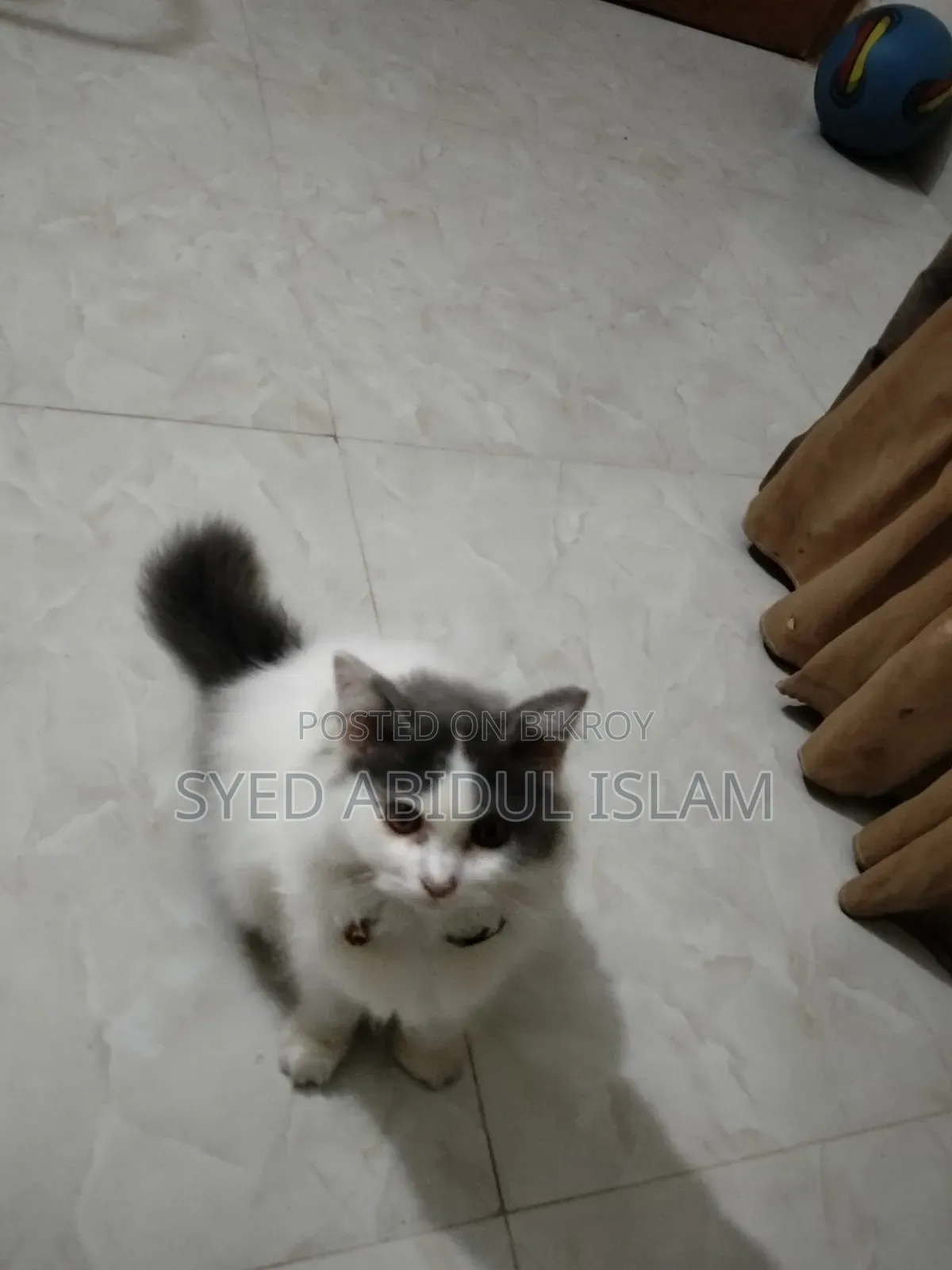 3-6 Months Female Purebred Persian