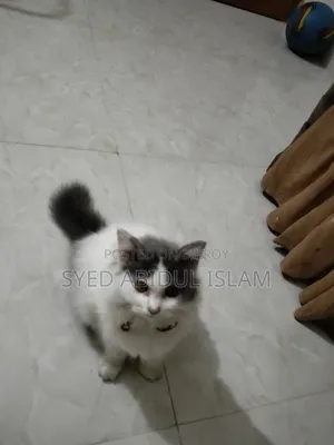 3-6 Months Female Purebred Persian