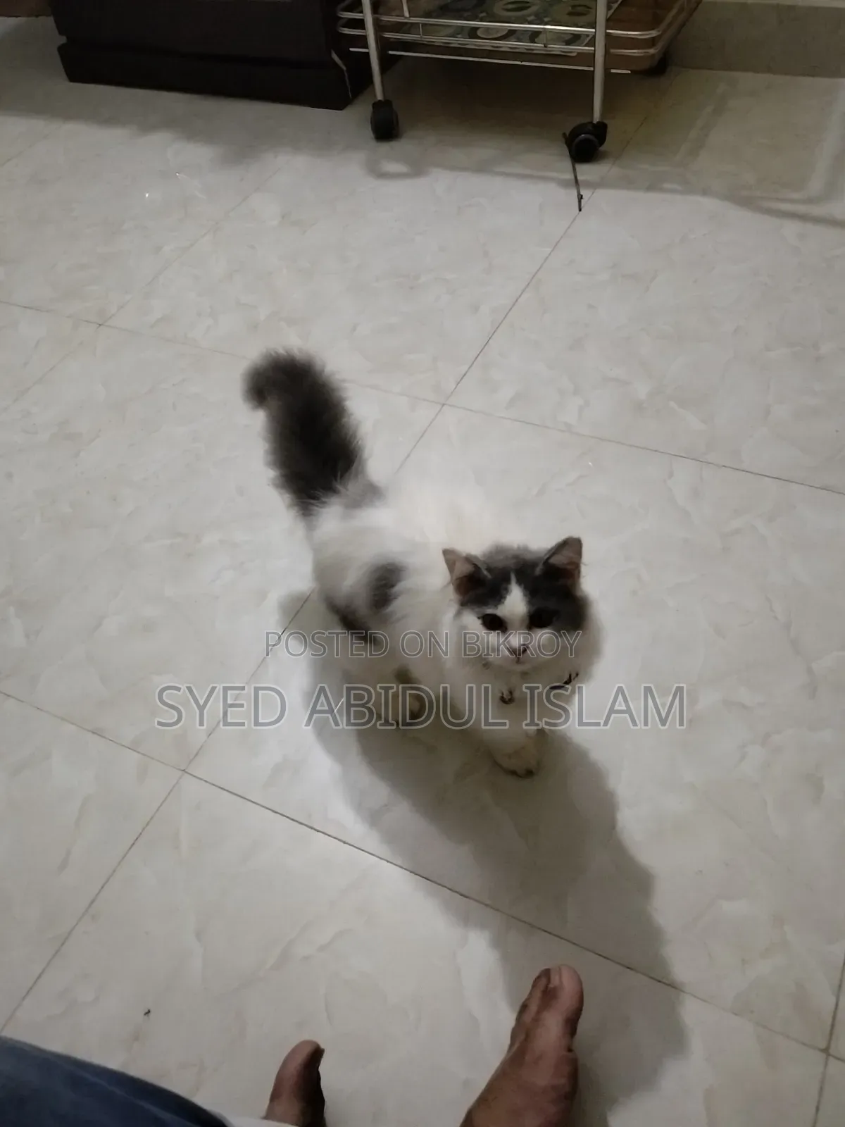 3-6 Months Female Purebred Persian