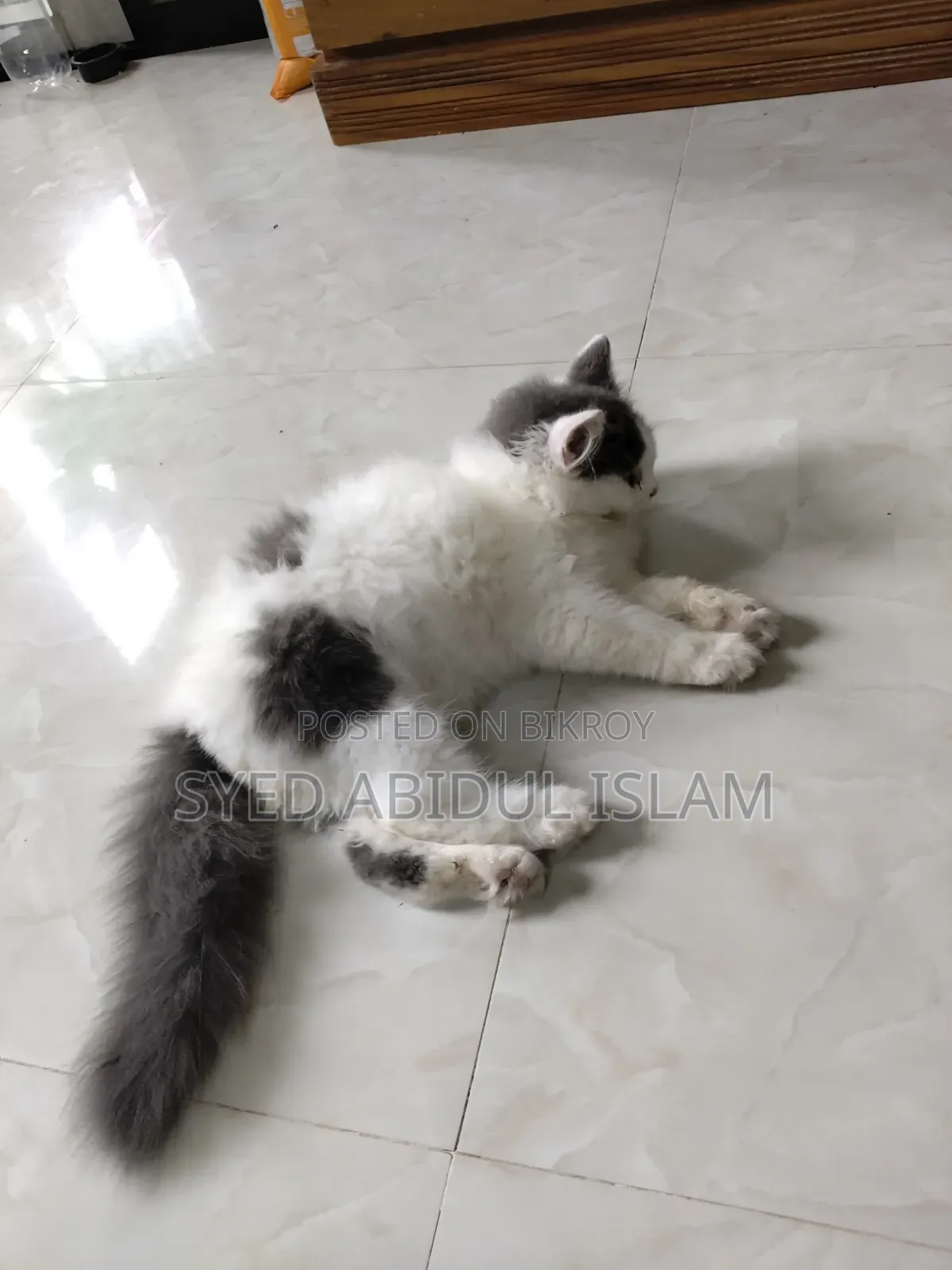 3-6 Months Female Purebred Persian
