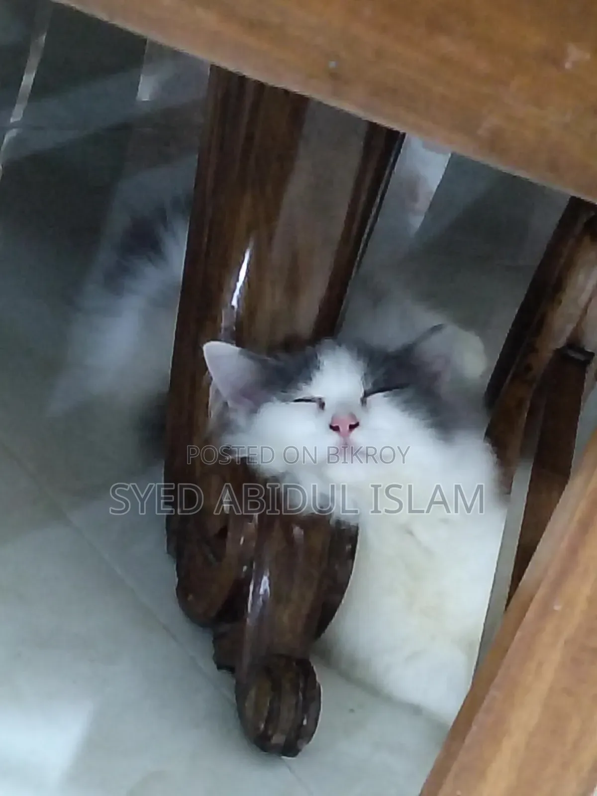 3-6 Months Female Purebred Persian