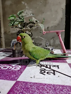 টিয়া পাখি