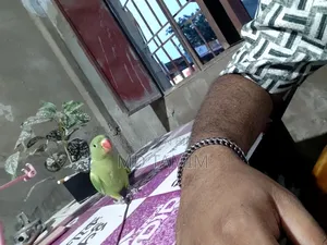 টিয়া পাখি