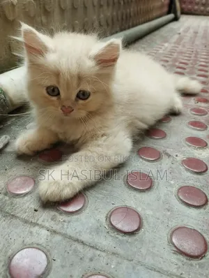 1-3 Months Male Purebred Persian