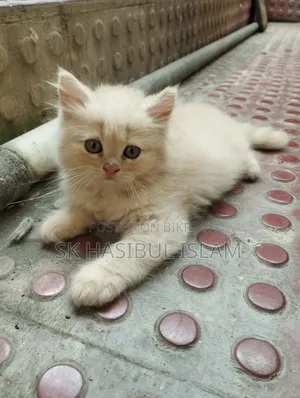 1-3 Months Male Purebred Persian