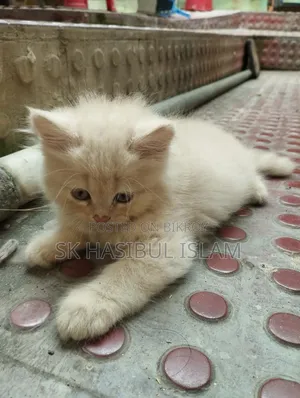 1-3 Months Male Purebred Persian