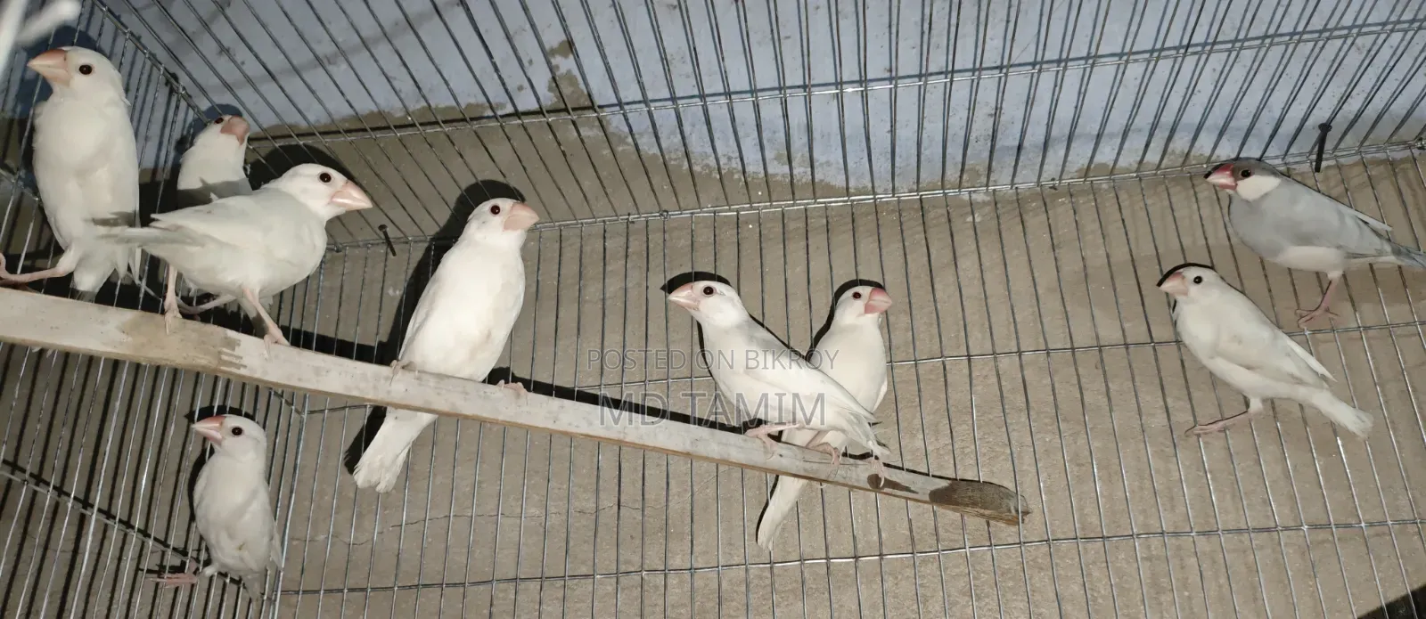 জাভা পাখি নিউ অ্যাডাল্ট