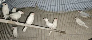 জাভা পাখি নিউ অ্যাডাল্ট