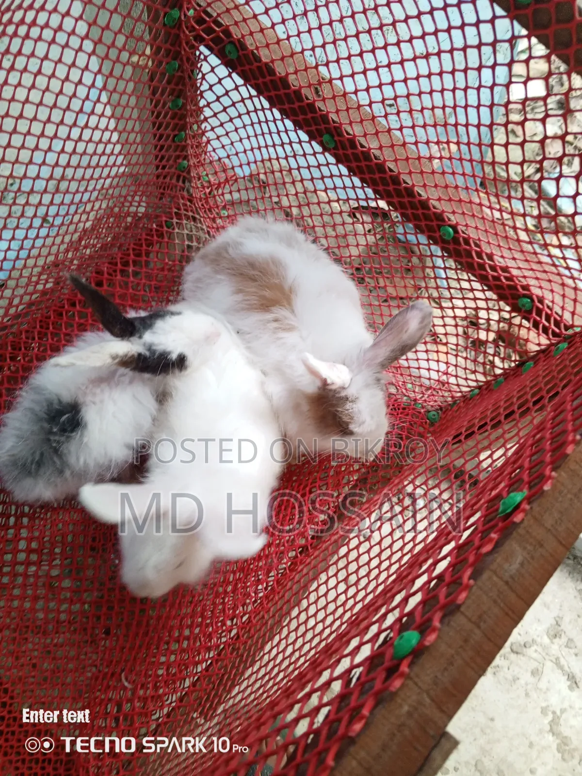Foreign breed rabbit