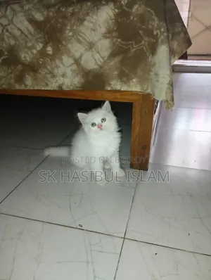 1-3 months Female Purebred Persian