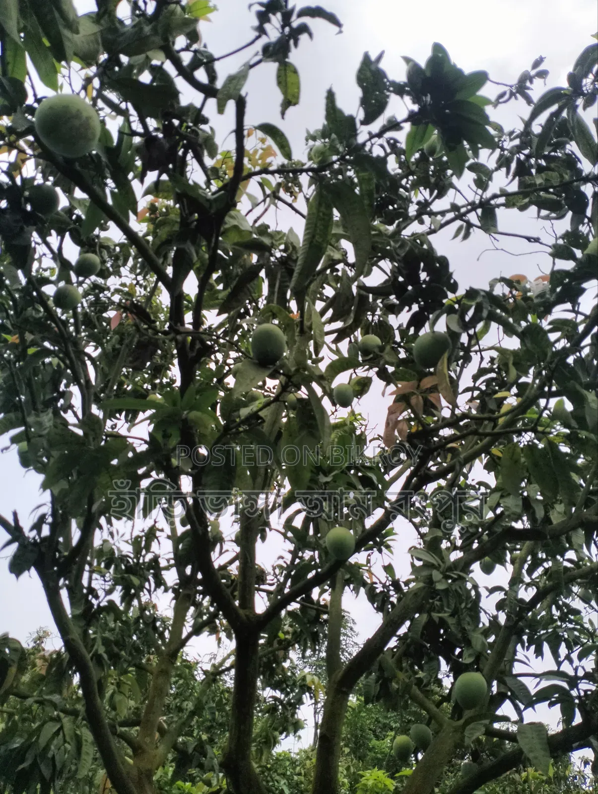 Last day of the Hridi Bhanga mango season.