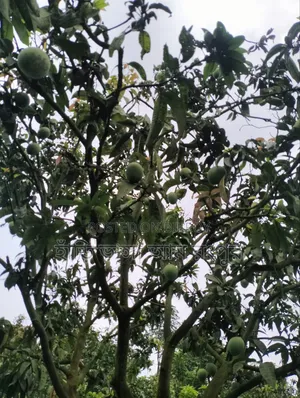 Last day of the Hridi Bhanga mango season.