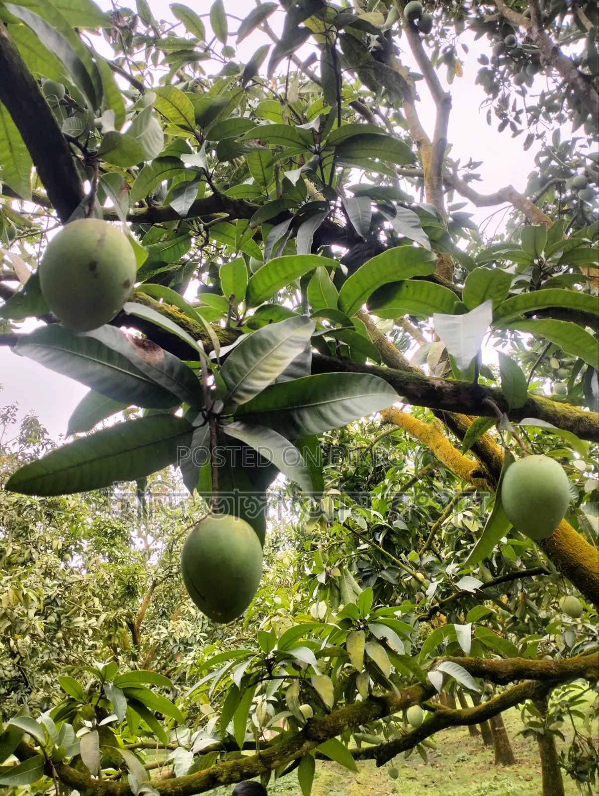 Last day of the Hridi Bhanga mango season.