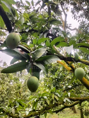 Last day of the Hridi Bhanga mango season.
