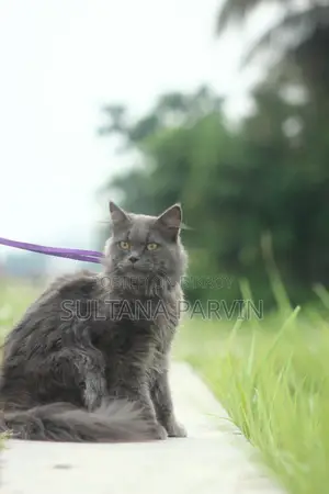 6-12 months Male Purebred Persian
