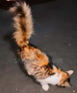 3-6 months Female Mixed Breed Persian
