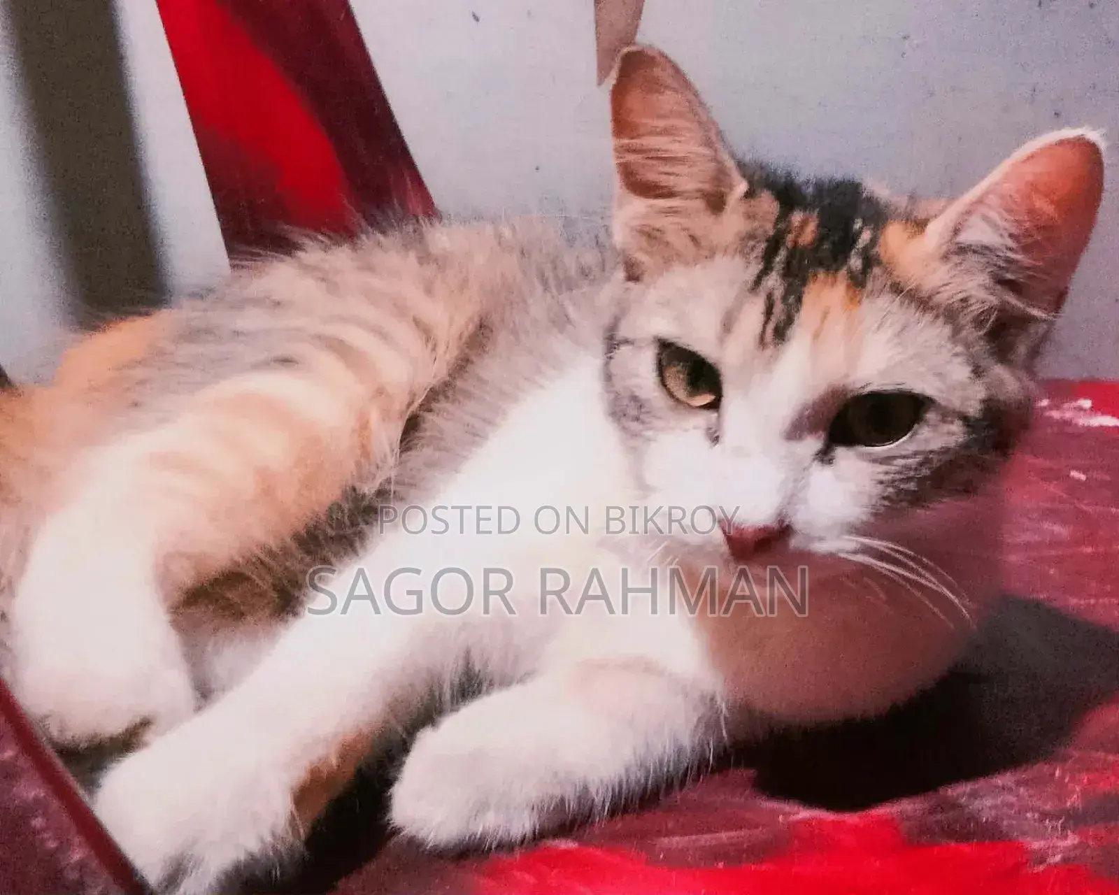 ৩-৬ মাস বয়সী মিক্সড ব্রিড পার্সিয়ান বিড়াল (মাদি)