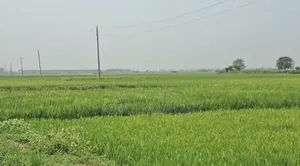 জমি  বিক্রি হবে