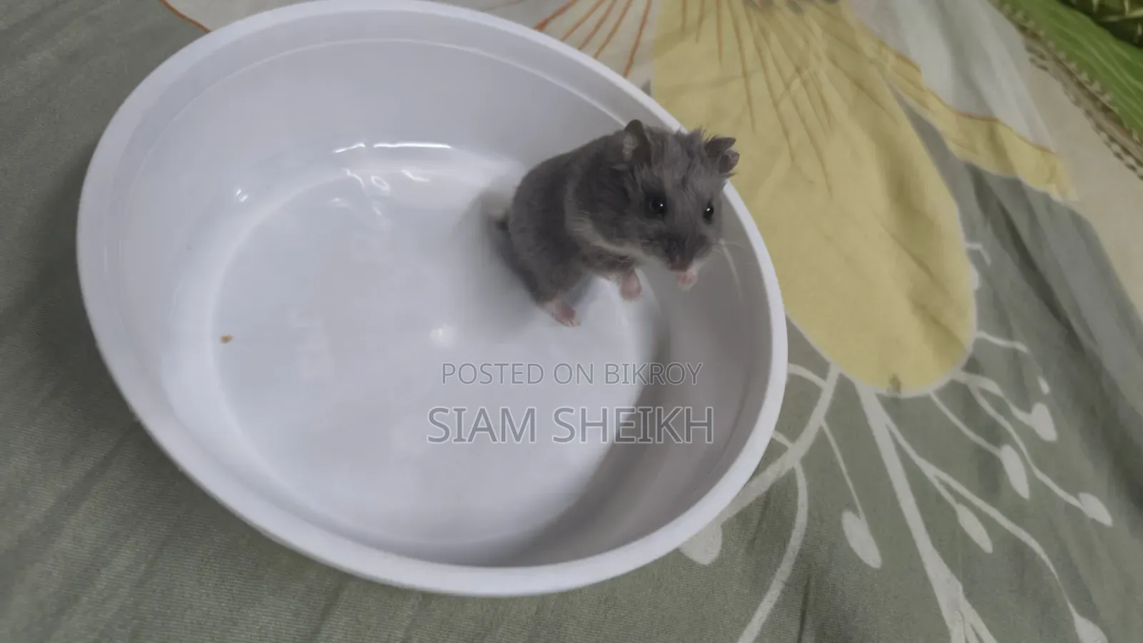 One pair of adult Russian Dwarf Hamsters for sale