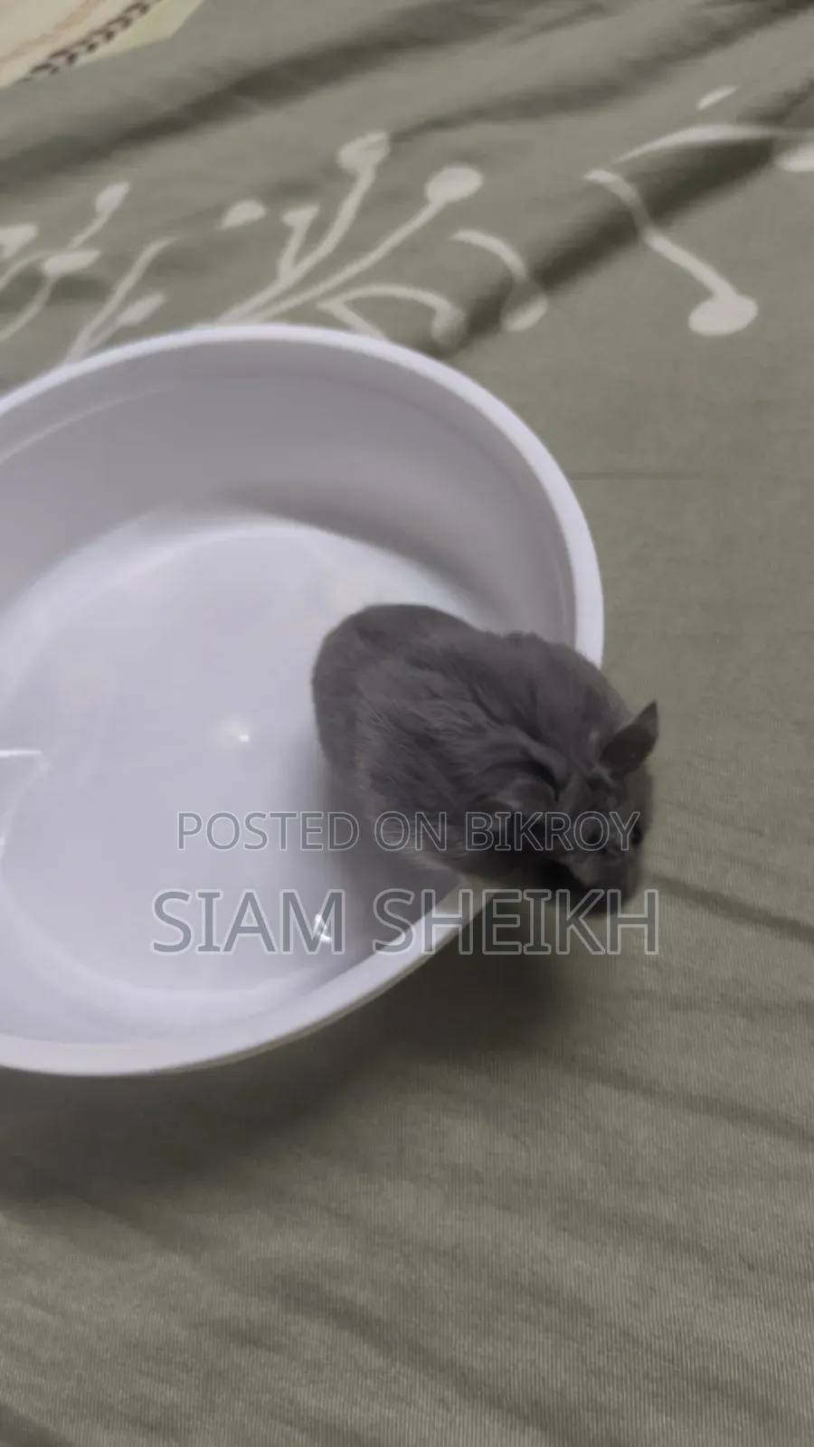 One pair of adult Russian Dwarf Hamsters for sale